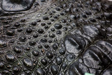 Crocodile Skin stock photo (52225) - YouWorkForThem