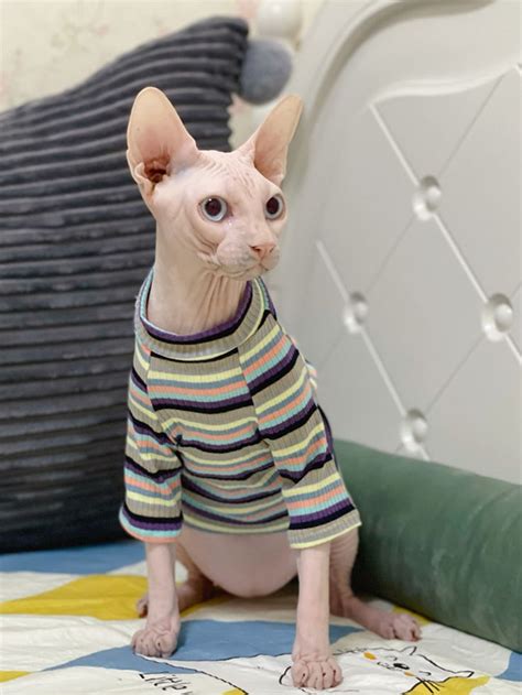 Pin on Hairless cat clothes