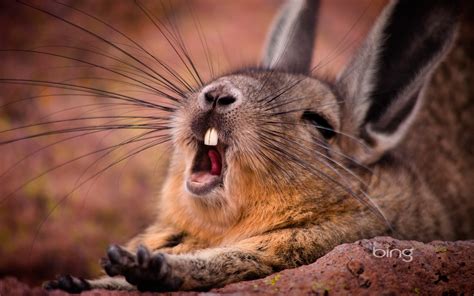 bing wallpapers mountain viscacha | HD Wallpapers