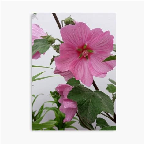 Pink Lavatera Flowers Pink Flowers Summer Garden Mallow Flowers Soft ...