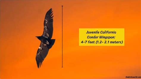 California Condor Wingspan: How Big Is It Compared To Others