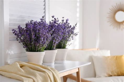 A Guide To Growing Lavender Indoors