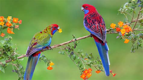 Hd Birds Wallpapers 1080p