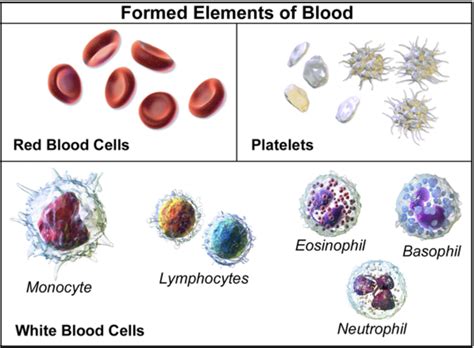 Connective tissue with a fluid matrix is(a) Ligament(b) Tendons(c) Blood(d) Cartilage