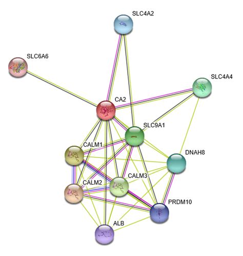 Carbonic anhydrase II/CA2 Protein Overview | Sino Biological