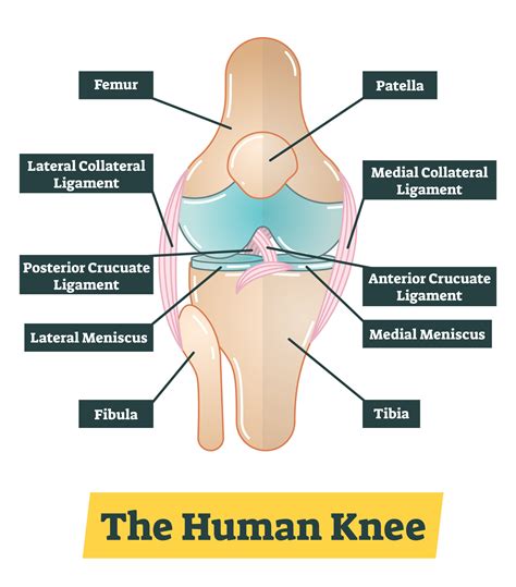 Knee Injuries Diagram