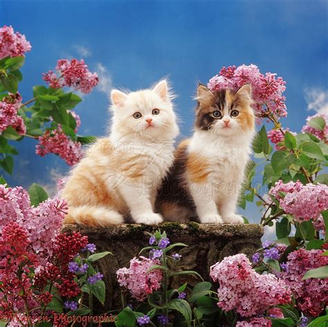 Cream and calico kittens with pink lilac flowers photo WP37633