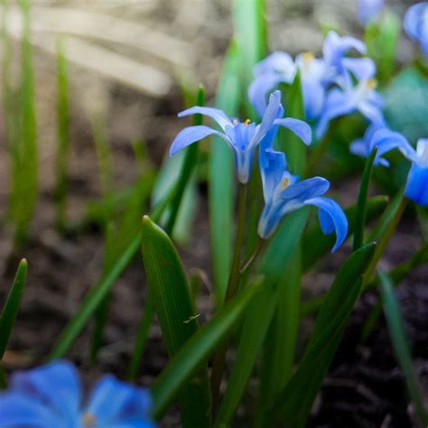 Planting Siberian Squill Bulbs – Tips For The Care Of Siberian Squill