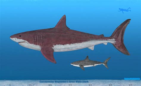 Megalodon And Great White Shark Size Comparison | Dinosaur Home