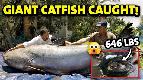 Top 10 biggest catfish ever caught - YouTube