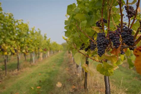 English Vineyards | Wine of England