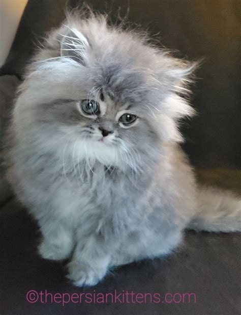 Kittens for Sale Near Me | Cats For Sale - The Persian Kittens