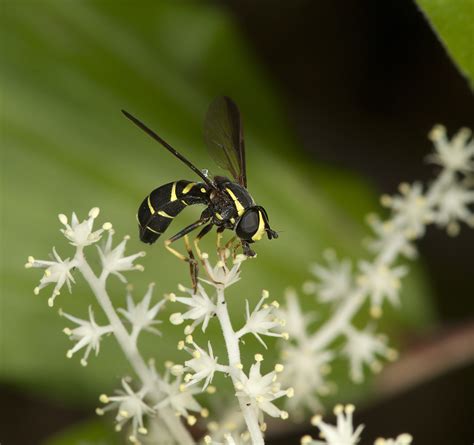 Key to the Genera of Nearctic Syrphidae – Canadian Journal of Arthropod ...