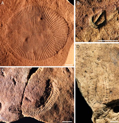 PALAEONTOLOGY[online] | Article: Fossil Focus > Fossil Focus: The ...