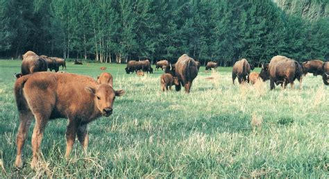 USDA approves $17 million purchase of bison meat - Morning Ag Clips