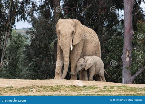 African Elephants, Kind Loving Tender Relationship, Mother and Child ...