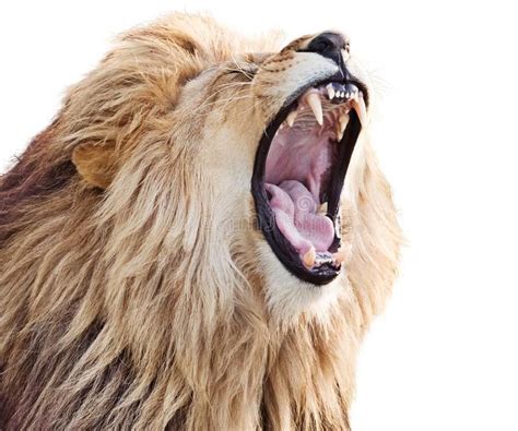 Roaring lion stock photo | Roaring lion, Lion, White background photo