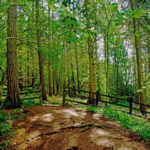 CHANGA MANGA FOREST PARK: NATIONAL FOREST OF PAKISTAN - Tripako