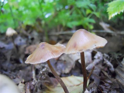 Psilocybe pelliculosa - Mushroom Hunting and Identification - Shroomery Message Board