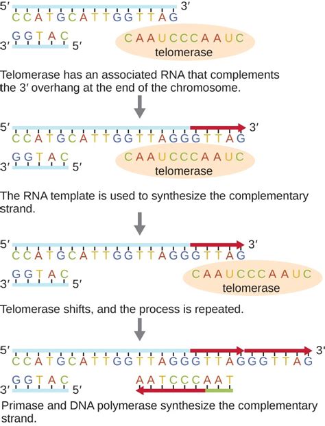 DNA Replication | Microbiology | Study Guides