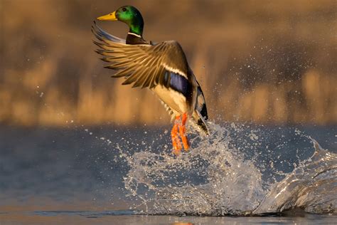 Waterfowl | Nebraska Game & Parks Commission