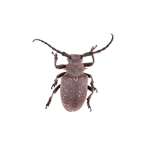 Bark Beetle Identification, Habits & Behavior | New Mexico Pest Control