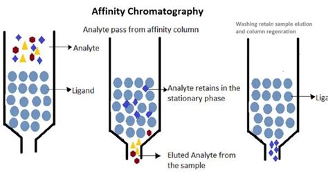 Affinity Chromatography - Assignment Point