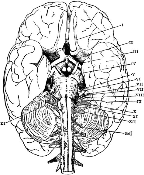 Effortfulg: Free Anatomy Coloring Pages