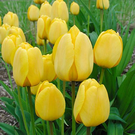 Bulk Flower Bulbs | Wholesale Flower Bulb Suppliers | Bulk Bulbs Online