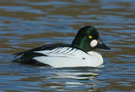 common goldeneye | Goldeneye duck, Duck species, Pet birds