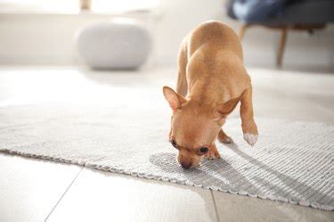 How to Clean Dog or Cat Vomit From Carpet | Cuteness