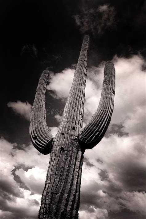 Saguaro Cactus Cacti Arizona Desert Stock Image - Image of saguaro ...