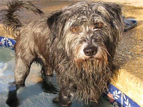 the wet dog is standing in the water near the edge of the pool and looking at the camera