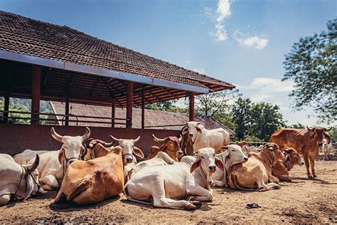 ISKCON GEV Goshala - Feed Cows