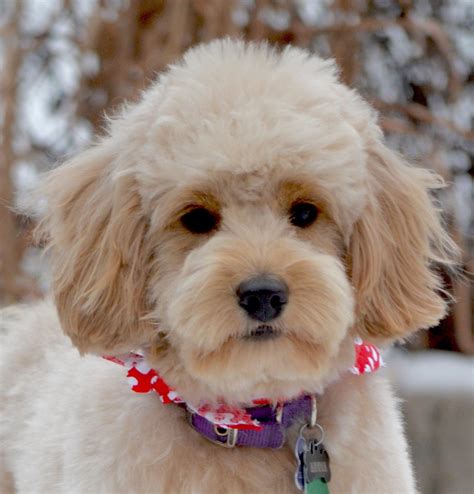 Teddy Bear Goldendoodle Haircuts Before And After - Grooming ...