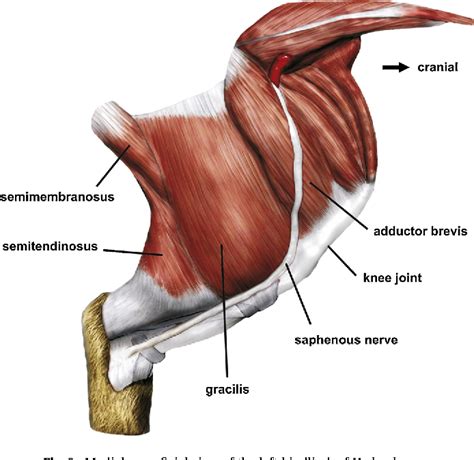 Figure 2 from The hip adductor muscle group in caviomorph rodents: anatomy and homology ...