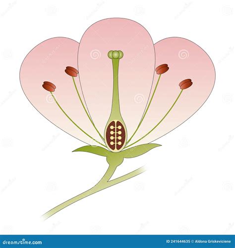 Diagram of a Flower Showing the Pistil, Stigma, Style, Ovary, Stamen,. Peduncle Stock ...