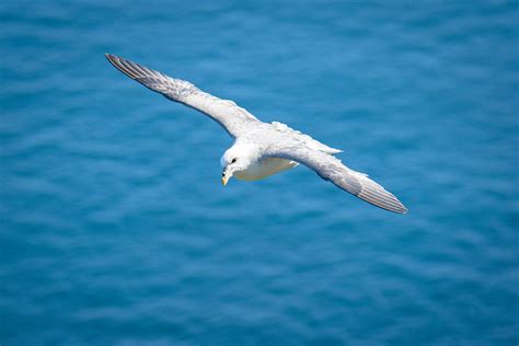 Birds of the Faroe Islands on Behance