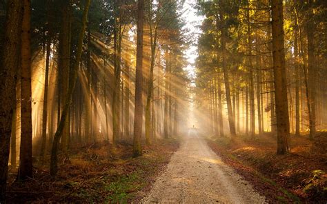 nature, Trees, Forest, Path, Sunlight Wallpapers HD / Desktop and ...