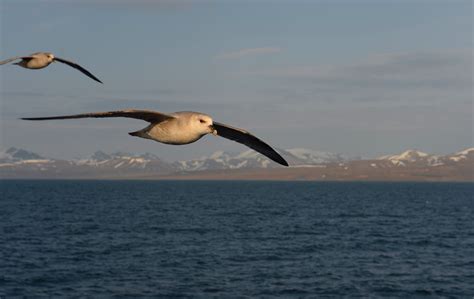 Svalbard (Spitsbergen) - the search for wildlife - Photo Tours — Photo ...