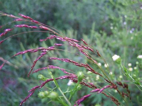 NEW 200 Native Purple Top Grass Seeds Tridens Flavus - Etsy