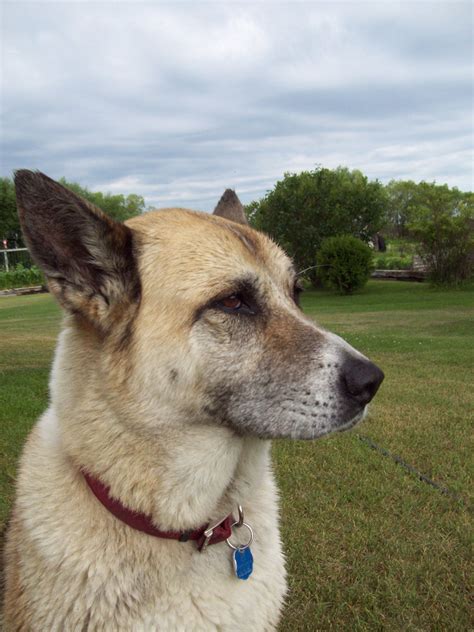 Akita Dog Profile Free Stock Photo - Public Domain Pictures