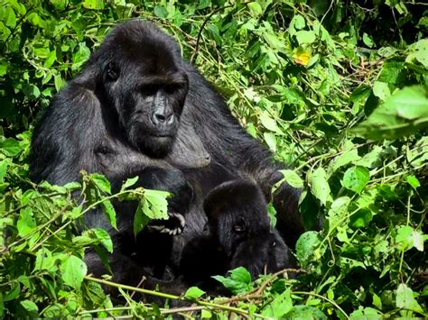 Virunga Mountains & Mountain Gorillas » Virtual Ecotourism