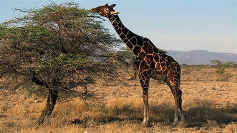 Free photo: giraffe, kenya, safari, samburu national park, mammal ...