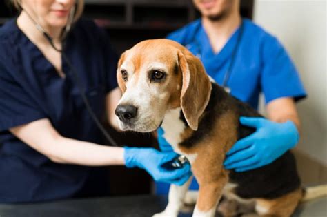 Lymphoma in Dogs: Symptoms, Causes, & Treatments – Healthy Pet Today