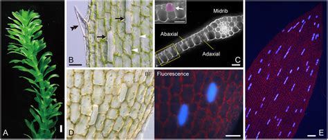 Plant and leaf structures of Egeria densa. (A) Plant stature. (B) Three... | Download Scientific ...