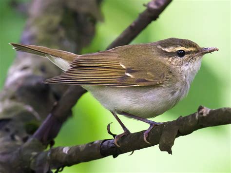 Large-billed Leaf Warbler - eBird