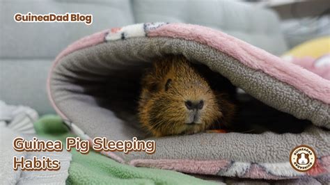 Exploring Guinea pig Sleep Habits! (2023 Update!) – GuineaDad