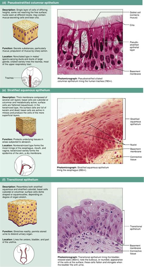 Epithelial tissues - Stratified | Anatomy and physiology, Basic anatomy ...