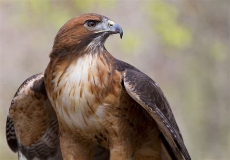 Red Tail Hawk: Majestic Bird of Prey